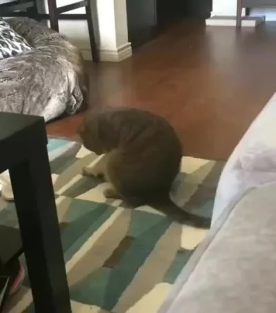 Шерстяной гений