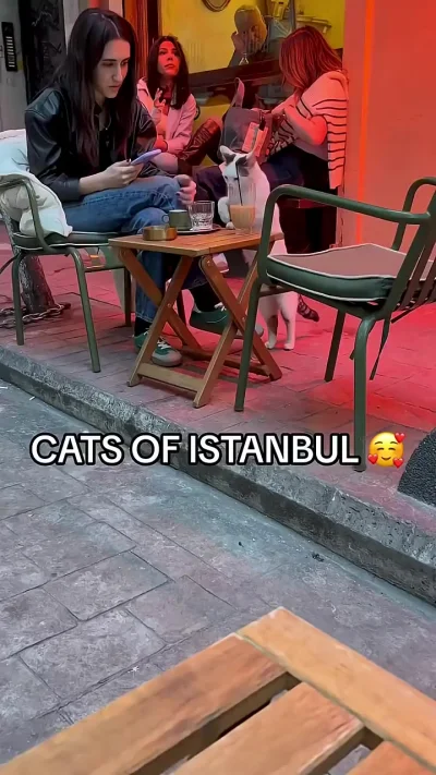 Котики в Стамбуле