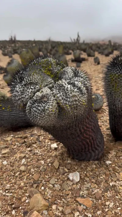 Кактус монстр