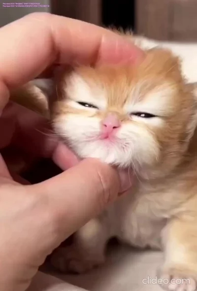 Хлебная крошька :3