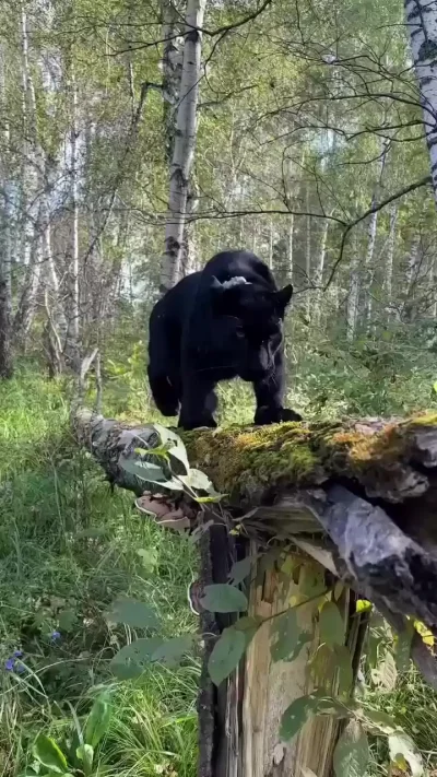 Когтеточка