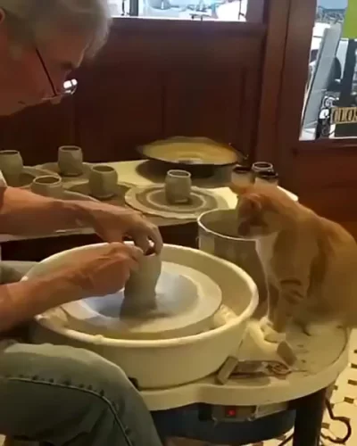 Кото мастер