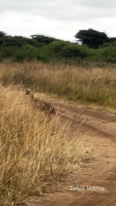 Это кто тут охотится на моей территории?