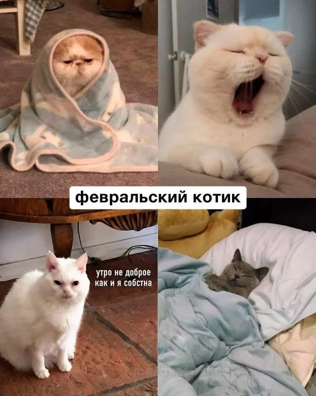 Узнай, какой ты кот по месяцу рождения