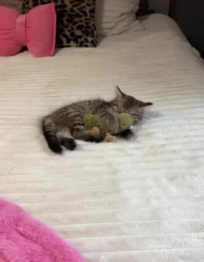 Хорошо быть котиком и всегда спать