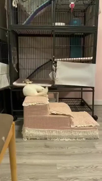 Длинная мышь