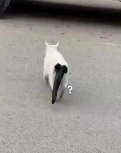 Этого кота зовут Ричард, но в семье его называют просто Дик