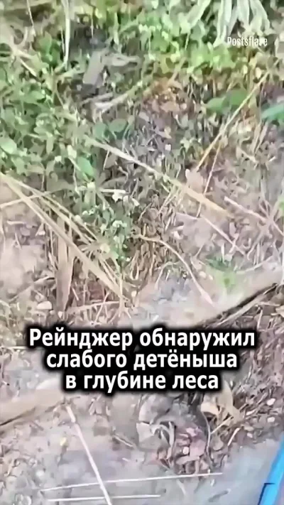 Милая история спасения пантеры