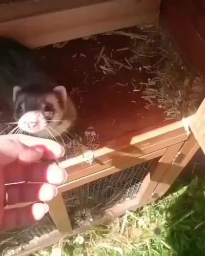 Хвастается)