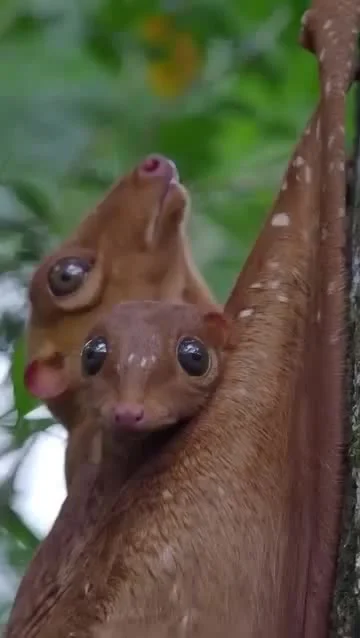 Самка шерстокрыла с детёнышем