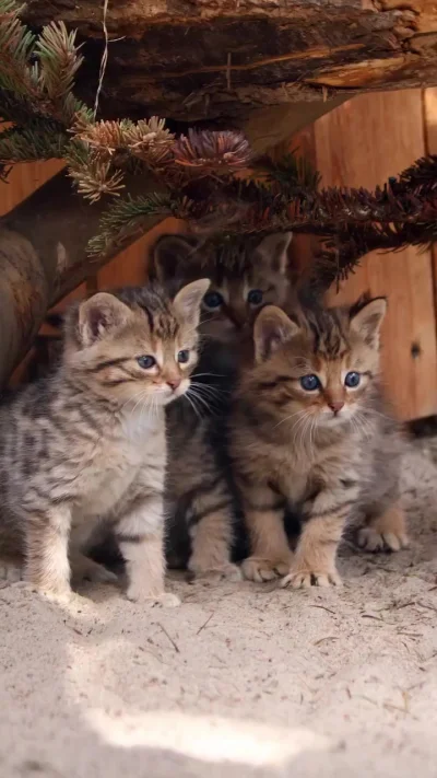 Детёныши лесного кота