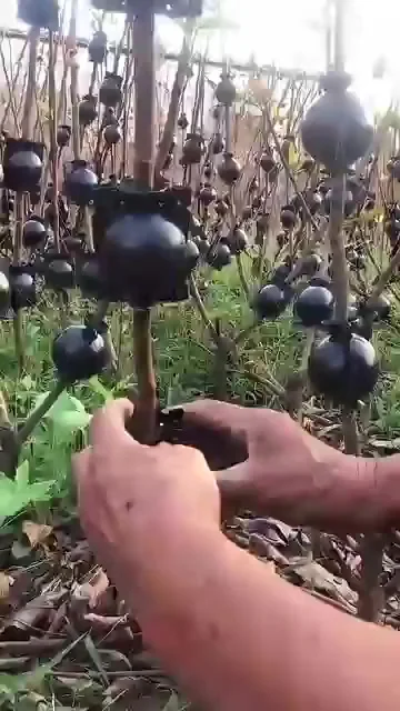 Воздушное укоренение инжира