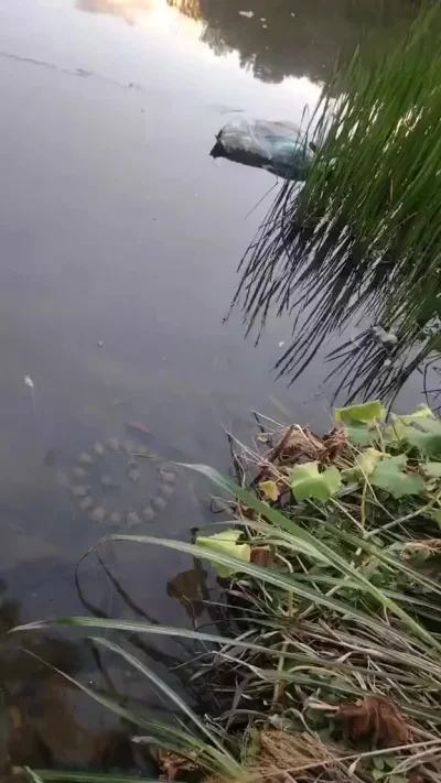 Бойцовский пруд...