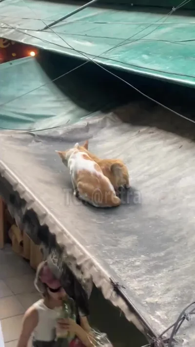 Кошачий романтик