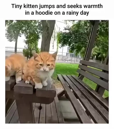 Теперь у человека на два кота больше