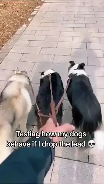 Что если бросить поводок?