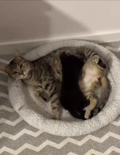 Счастливая мать