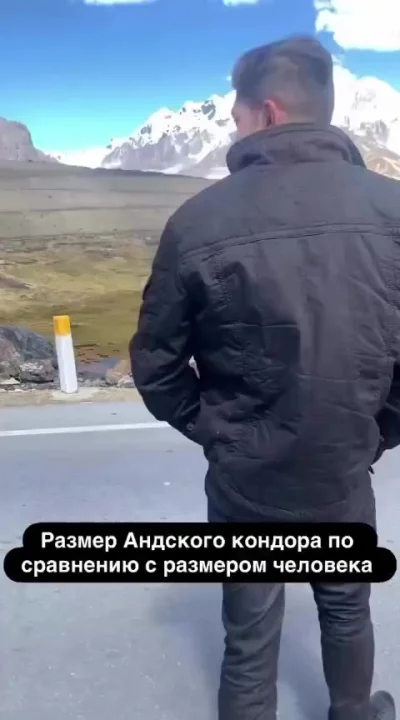 Величие кондора