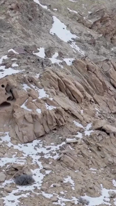 Двое котят снежного барса ждут маму