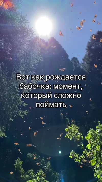 Вот как рождается бабочка: момент, который сложно поймать