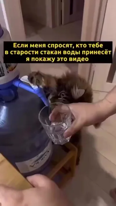 Кот поможет