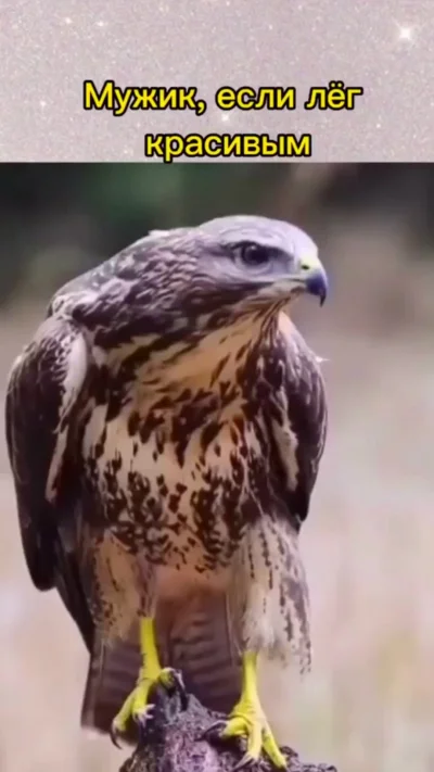 Мужики всегда орлы