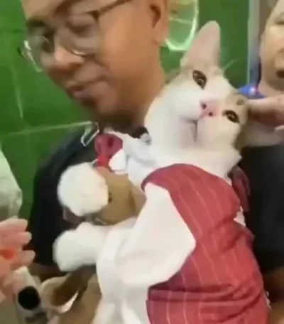 Обидели котика