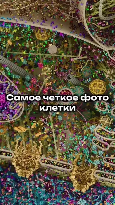 Клетка Человека До мурашек