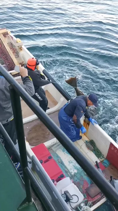 Сам ты камбала!