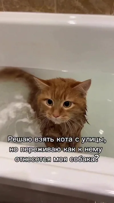 Взяли котенка с улицы