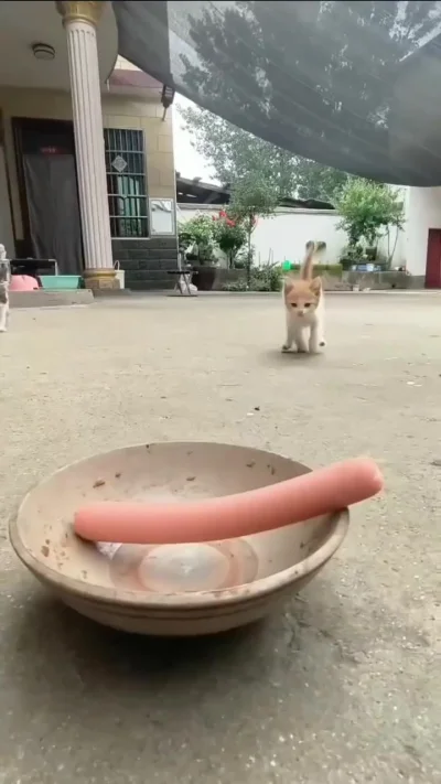 Котовое. Как поделить сосиску