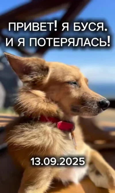 ПРОПАЛА СОБАКА! НУЖНА ПОМОЩЬ