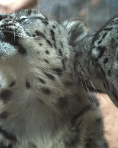 Кошачьи нежности