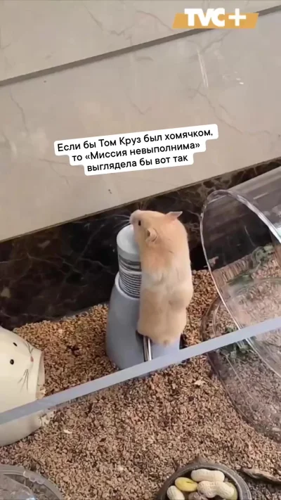 Побег из Шоушенка