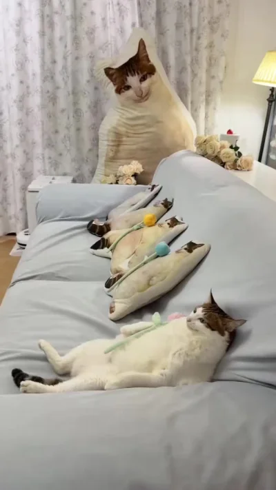 Счастливый кот