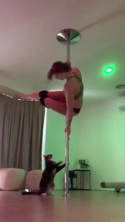 Это кот