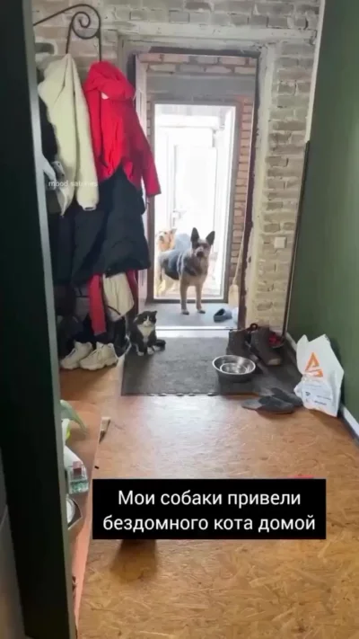 Мам, давай этого кота заберем?