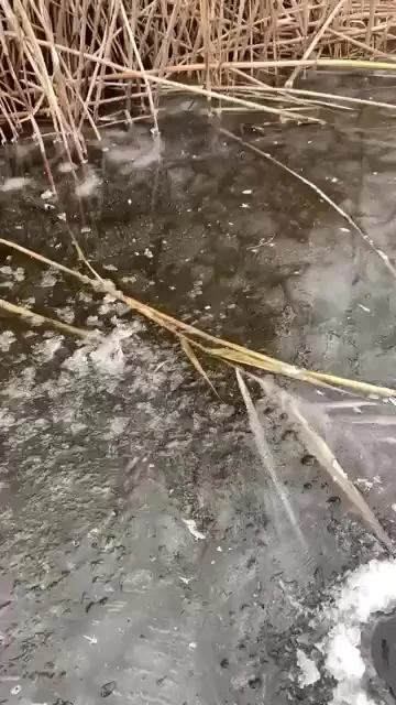 Повезло рыбаку, что на него глаз не положила