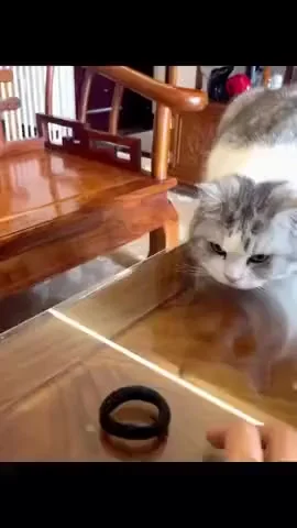 Ниндзя!