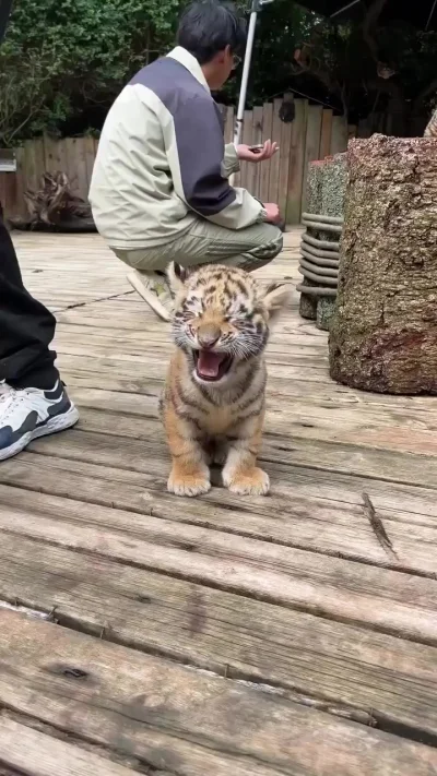 Я страшный тигра! Мррря!