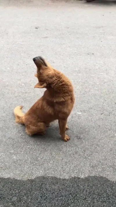 Обычный питерский собакен