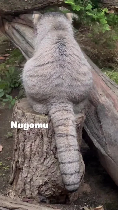 И хвост - сарделька