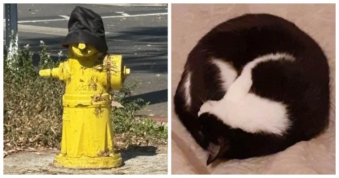 17 случаев, когда мозг видит жизнь в неживых предметах