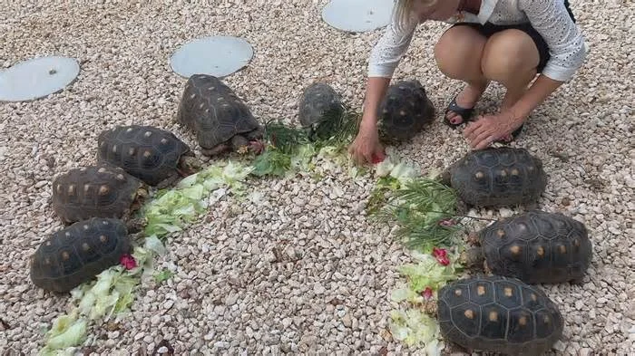 Как фаршируют черепах пряными травами перед жаркой в гриле