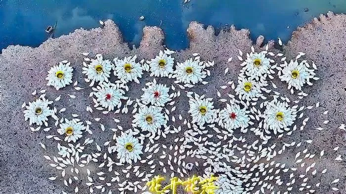 Вид с БПЛА: Красивые цветы из гусей и двух уток