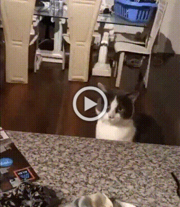 Разнообразные ГИФки #192