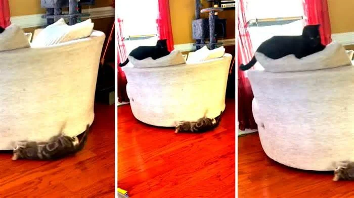 Кошки крутят карусель целый день