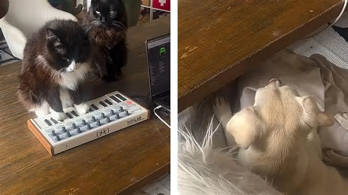 Кот кульно играет Баха на миди-приставке, Собака талантливо слушает