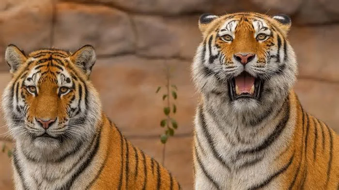 Амурские тигры: небольшое видео-эссе