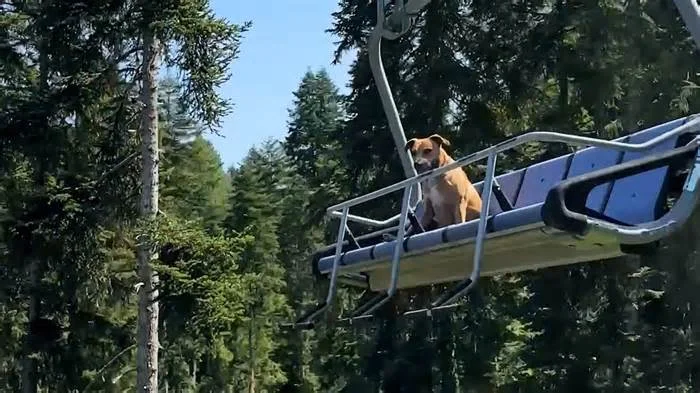 Собака катается на подъемнике